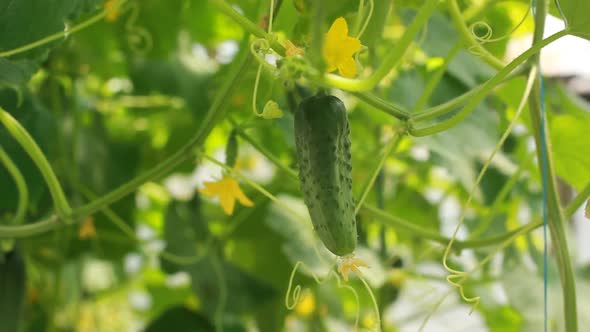 Cucumber growing in the vegetable garden