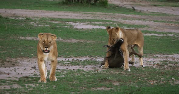 African Lion, panthera leo, Females with a Kill, a Wildebest, Masai Mara Park in Kenya, Real Time 4K alt