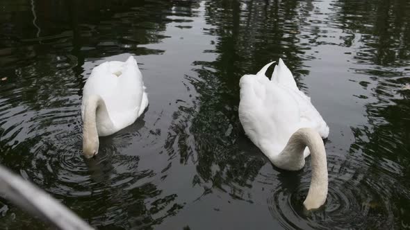 Two white swans swim and eat in a pond.