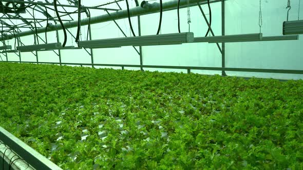 Grow Lettuce in the Greenhouse alt