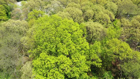An aerial view over the tops of green trees. It is a bright & sunny day. The camera booms down & til alt