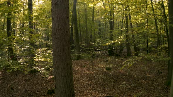 Drone flight backwards through golden fall forest