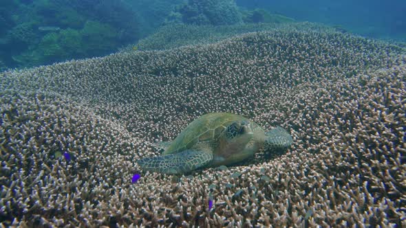 A big green turtle is resting on a beautiful coral garden. in Komodo siaba. alt