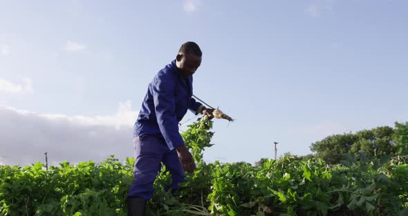 Young man working on farm alt