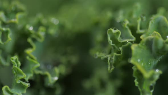 Kale Close Up With Water Droplets Spinning