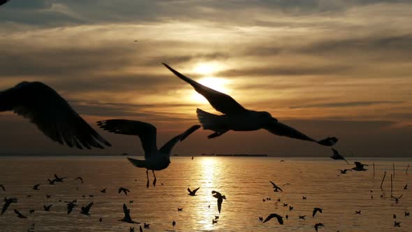 Birds With Sunset alt