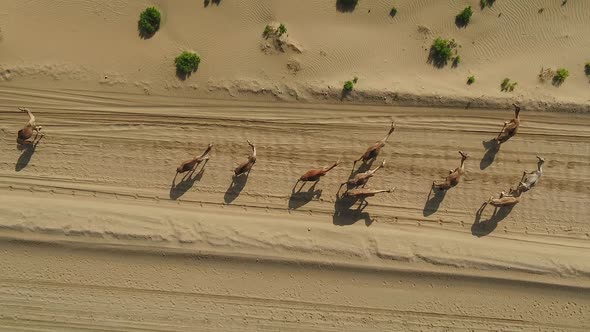 Aerial view above of a group of camels walking in the desert, U.A.E. alt