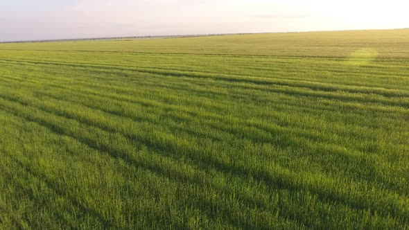 Aerial of the Beautiful Green Wheat Field with Waving Spikelets at Sunset  