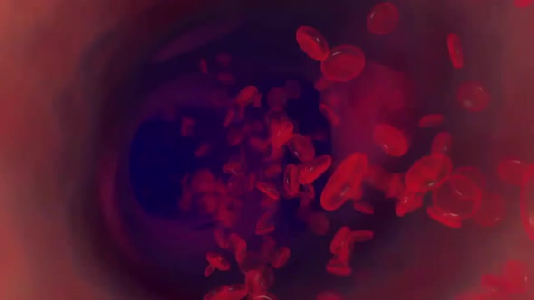 As the heart beats, it pumps blood through a system of blood vessels alt