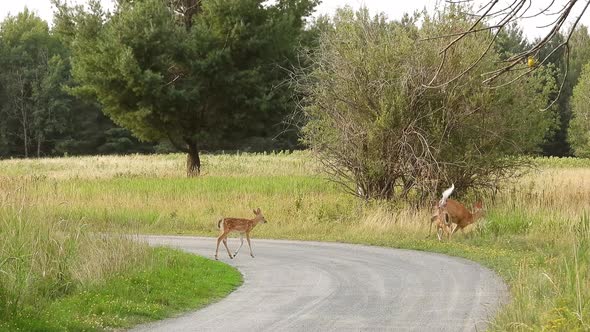 magical scene of herd family of deer walking on forest road. Static stills hot alt