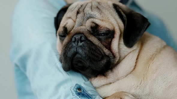 Cute Pug on the Owners Hands alt