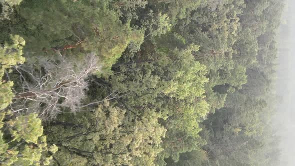 Vertical Video of a Green Forest on a Summer Day alt