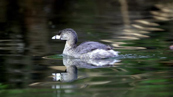 Close up shot of a Least Grebe swimming on a pond and looking around alt