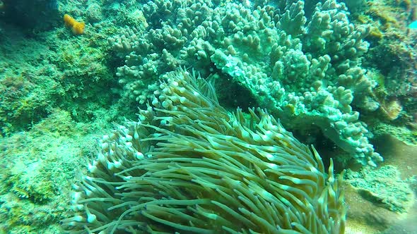 60fps video using underwater coloured light on a Anemone during a photography course lesson alt