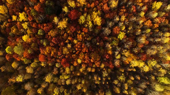 Nature in Autumn Colors