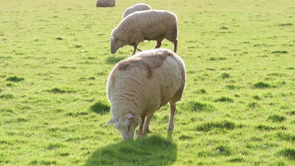 Sheep Grazing In The Meadow During Sunset - static shot alt