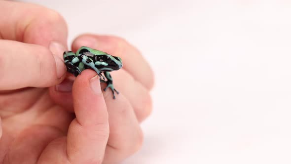 poison dart frog handled by human hands show its tiny size 120fps alt
