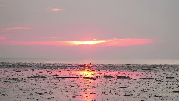 Silhouette Lesser Adjutant stork bird walking on low tide muddy swamp wetland beach in Malaysia alt