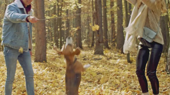 Dog trying to bite stick in it's owner's hand in fall leaves alt