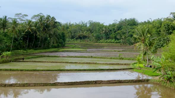 Rice terraces full of water with tropical landscape around, low altitude drone flying alt