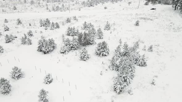 Christmas Trees in the Field are Fabulously Covered with Snow Aerial View
