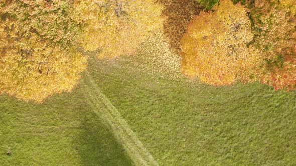 AERIAL: Top Down Shot of Trees with Falling Golden Leaves in Autumn