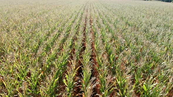 Cornfield. The Field on the Background of the Grain Elevator. View From the Top. Rows of Corn Shoots