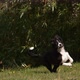 Border Collie Dog, Young Male Running on Grass, Normandy, Slow Motiion 4K - VideoHive Item for Sale