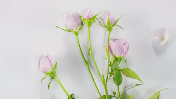 Roses And Essential Oil Bottle alt