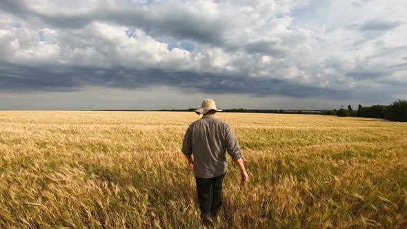 Male Farmer Walking on Ripe Wheat Field and Giving Interview About Farmland Agriculture