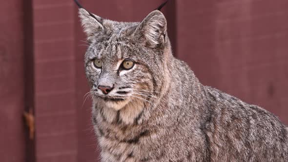 Bobcat in Yosemite Valley alt