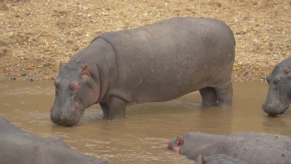 Hippopotamuses standing near the shore alt