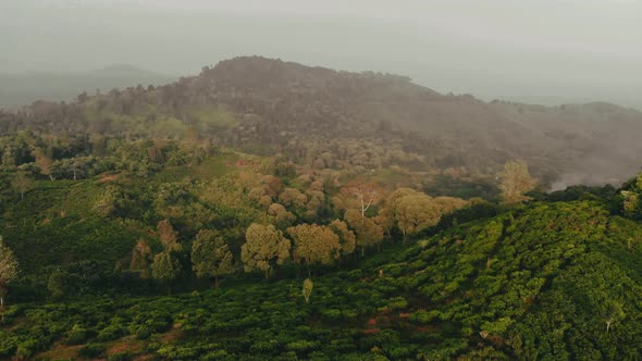 Cinematic Aerial view clip of a beautiful green rice paddy field in Bandung, Indonesia.