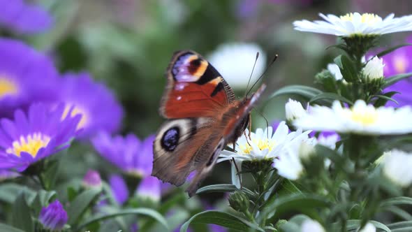 Peacock butterfly feeding with flower nectar alt