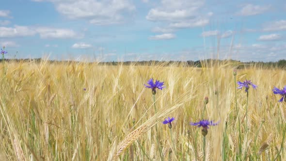 Panorama of the Field with Ripe Golden Wheat and Blue Cornflowers alt