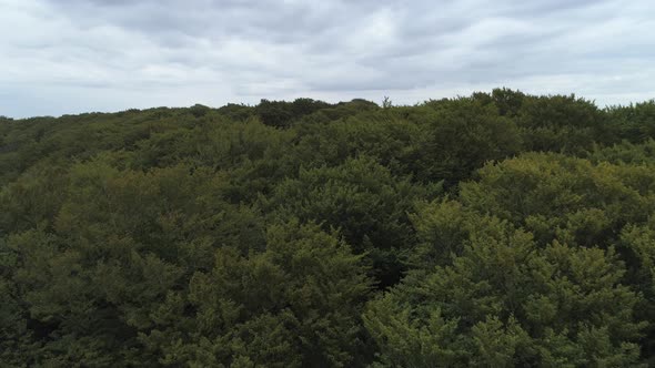 Flying Close Over Treetops in Deciduous Forest