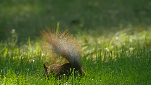 Close up of a squirrel in the grass