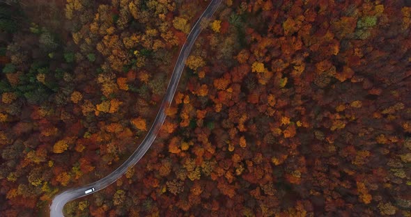 Drone Point of View Country Road in Autumn Forest