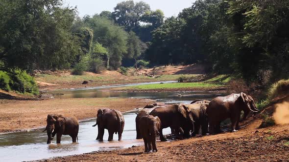 African bush elephant in Kruger National park, South Africa ; Specie Loxodonta africana family of El alt