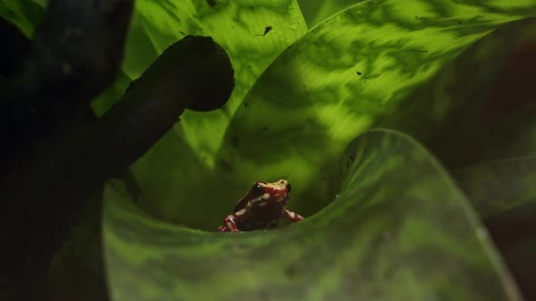 Red and white Anthony's poison arrow frog