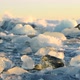 Icebergs Floating and Melting in Stormy Ocean - VideoHive Item for Sale