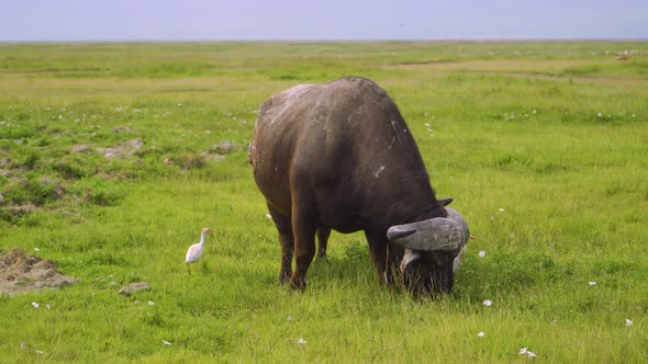 Big african buffalo eating green grass on a meadow in the wild near a white bird walks in the africa alt