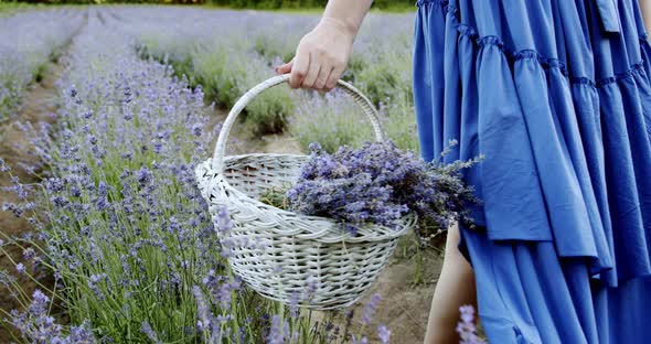 Female with Wicker Basket Walk in Blooming Lavender Field on Summer Day. Slow Motion Close Up Move alt