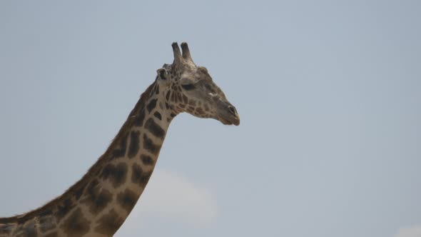 Close up of a giraffe alt