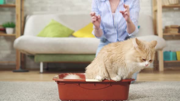 Teaching a Cat To the Tray a Young Woman Is Happy That Cat Goes To the Tray alt