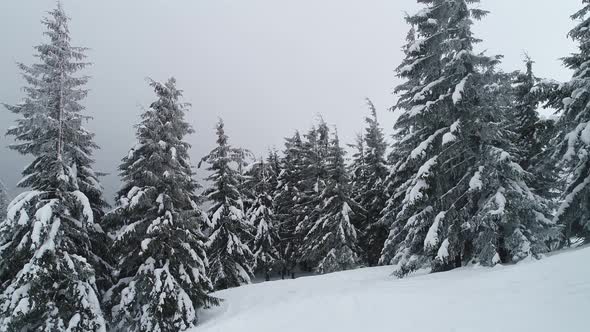 Tall dense old spruce trees grow on a snowy slope alt