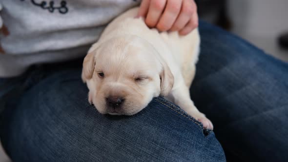 Woman Petting Cute Labrador Puppy on Her Knees alt