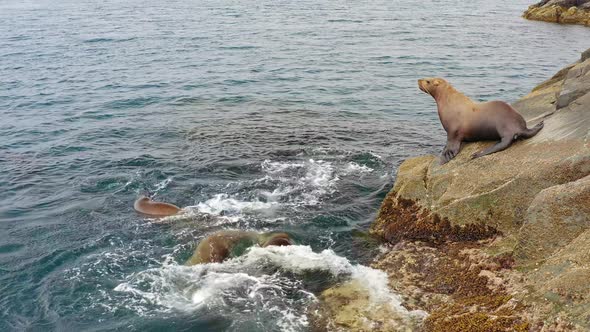 Stellers Sea Lions Dive From a Rocky Island Into the Sea and Swim in the Water alt