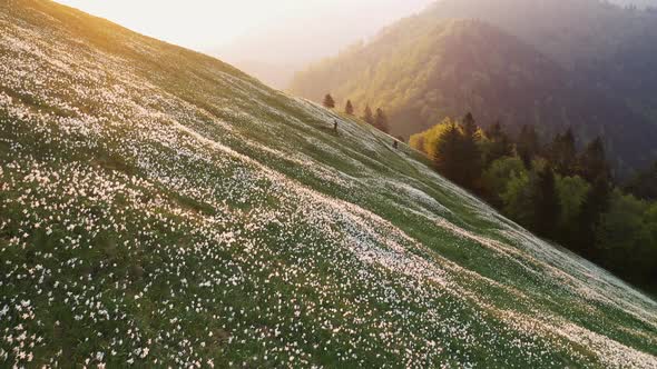 Flying over a field of daffodils in spring alt