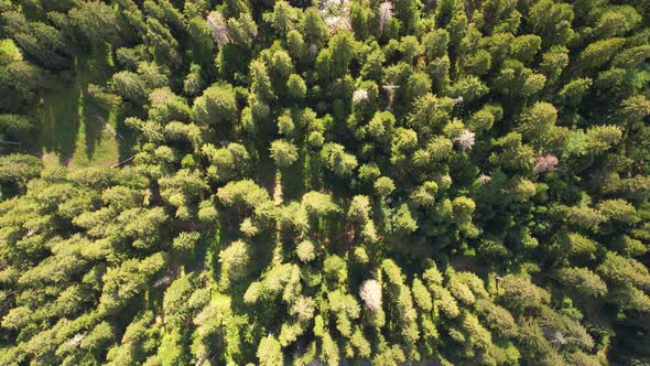 Aerial Top View on Pine Trees and Lake Zminje Jezero Montenegro alt